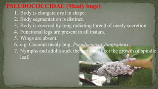 Order hemiptera | PPTX