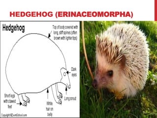 HEDGEHOG (ERINACEOMORPHA)
 