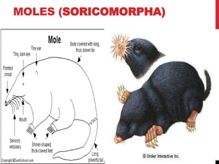 MOLES (SORICOMORPHA)
 