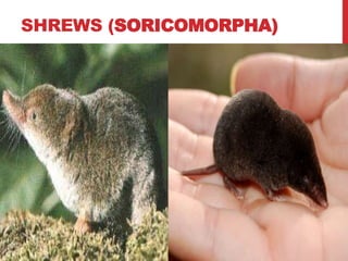 SHREWS (SORICOMORPHA)
 
