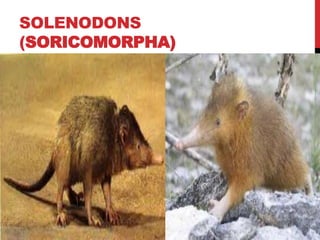 SOLENODONS
(SORICOMORPHA)
 