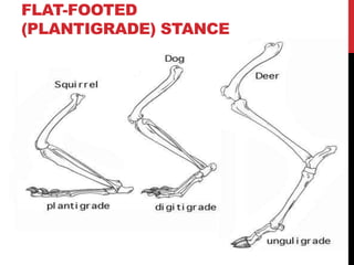 FLAT-FOOTED
(PLANTIGRADE) STANCE
 