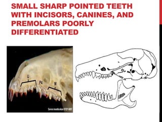 SMALL SHARP POINTED TEETH
WITH INCISORS, CANINES, AND
PREMOLARS POORLY
DIFFERENTIATED
 