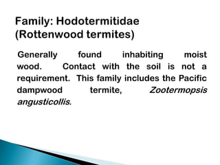 Generally
found
inhabiting
moist
wood.
Contact with the soil is not a
requirement. This family includes the Pacific
dampwood
termite,
Zootermopsis

angusticollis.

 