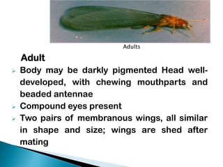 Adults

Adult





Body may be darkly pigmented Head welldeveloped, with chewing mouthparts and
beaded antennae
Compound eyes present
Two pairs of membranous wings, all similar
in shape and size; wings are shed after
mating

 