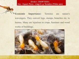 Order: Odonata Isoptera and Thysanoptera.pptx