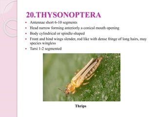 Order of insects | PPTX