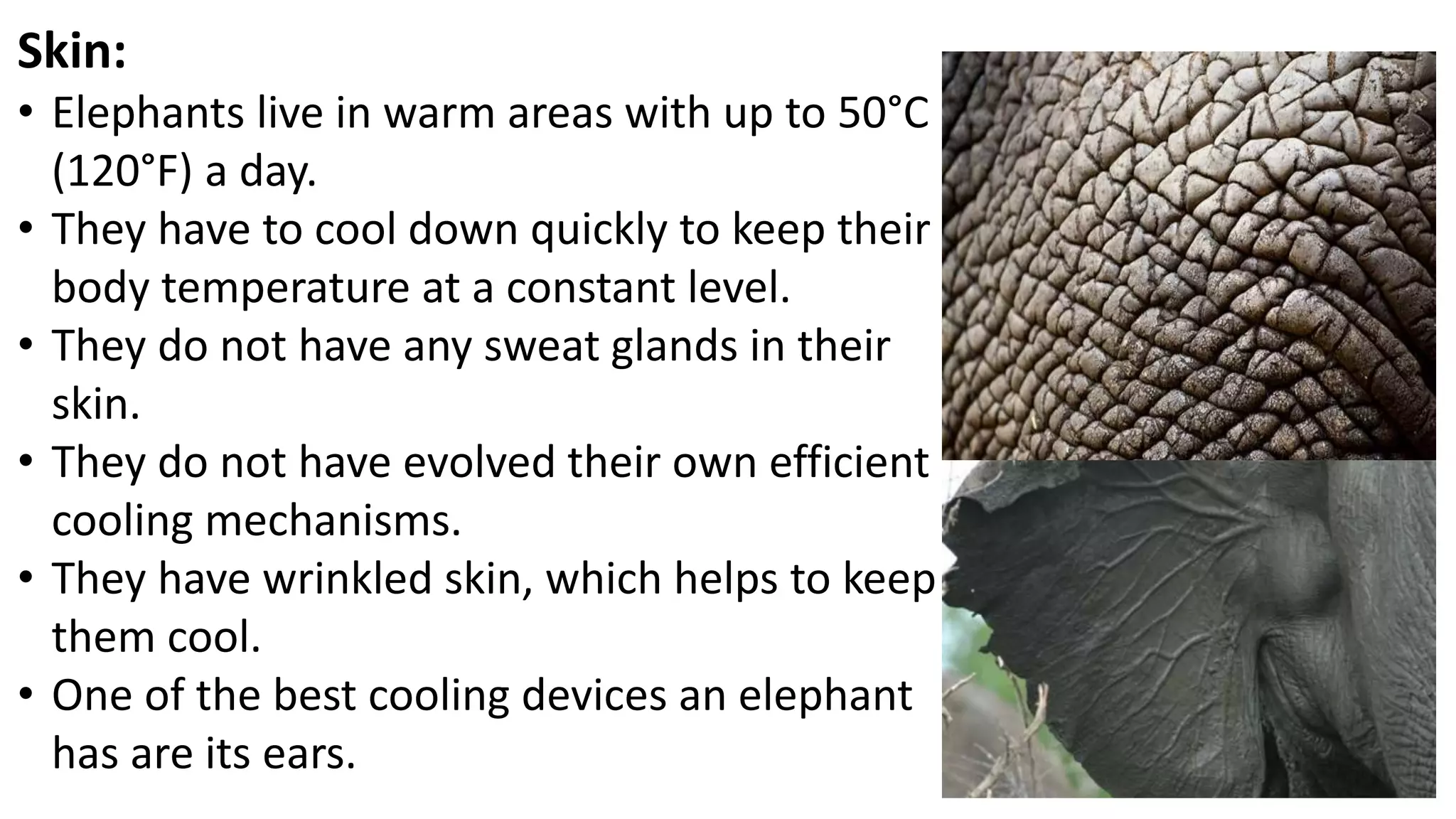 Skin:
• Elephants live in warm areas with up to 50°C
(120°F) a day.
• They have to cool down quickly to keep their
body temperature at a constant level.
• They do not have any sweat glands in their
skin.
• They do not have evolved their own efficient
cooling mechanisms.
• They have wrinkled skin, which helps to keep
them cool.
• One of the best cooling devices an elephant
has are its ears.
 