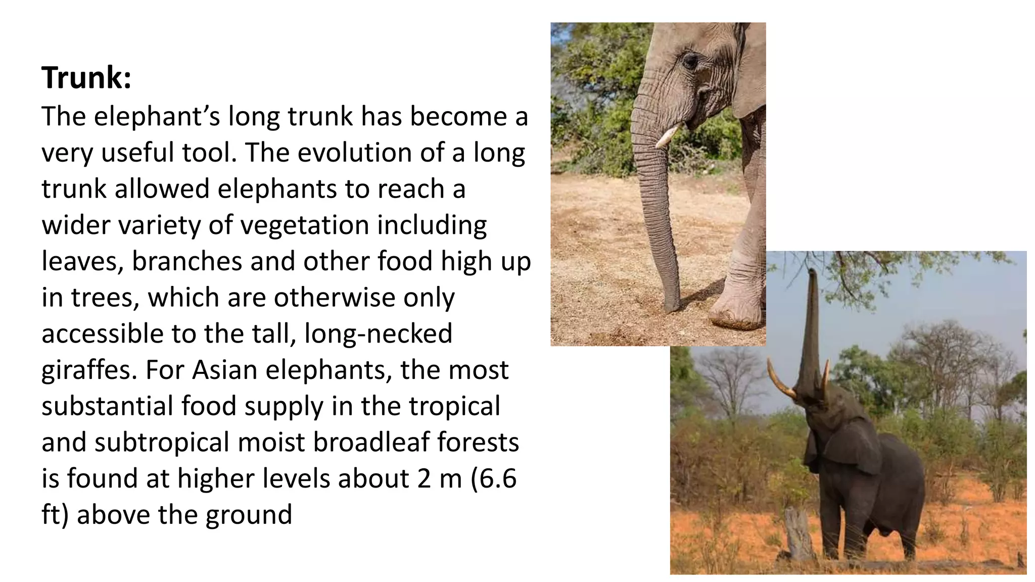 Trunk:
The elephant’s long trunk has become a
very useful tool. The evolution of a long
trunk allowed elephants to reach a
wider variety of vegetation including
leaves, branches and other food high up
in trees, which are otherwise only
accessible to the tall, long-necked
giraffes. For Asian elephants, the most
substantial food supply in the tropical
and subtropical moist broadleaf forests
is found at higher levels about 2 m (6.6
ft) above the ground
 