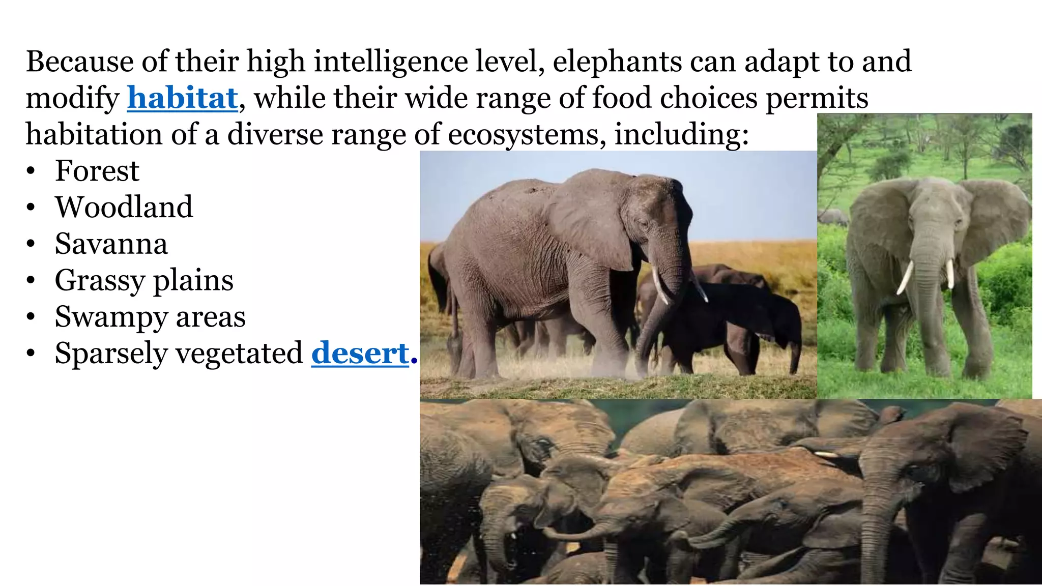 Because of their high intelligence level, elephants can adapt to and
modify habitat, while their wide range of food choices permits
habitation of a diverse range of ecosystems, including:
• Forest
• Woodland
• Savanna
• Grassy plains
• Swampy areas
• Sparsely vegetated desert.
 