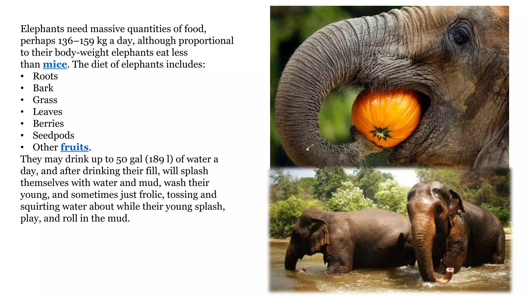 Elephants need massive quantities of food,
perhaps 136–159 kg a day, although proportional
to their body-weight elephants eat less
than mice. The diet of elephants includes:
• Roots
• Bark
• Grass
• Leaves
• Berries
• Seedpods
• Other fruits.
They may drink up to 50 gal (189 l) of water a
day, and after drinking their fill, will splash
themselves with water and mud, wash their
young, and sometimes just frolic, tossing and
squirting water about while their young splash,
play, and roll in the mud.
 