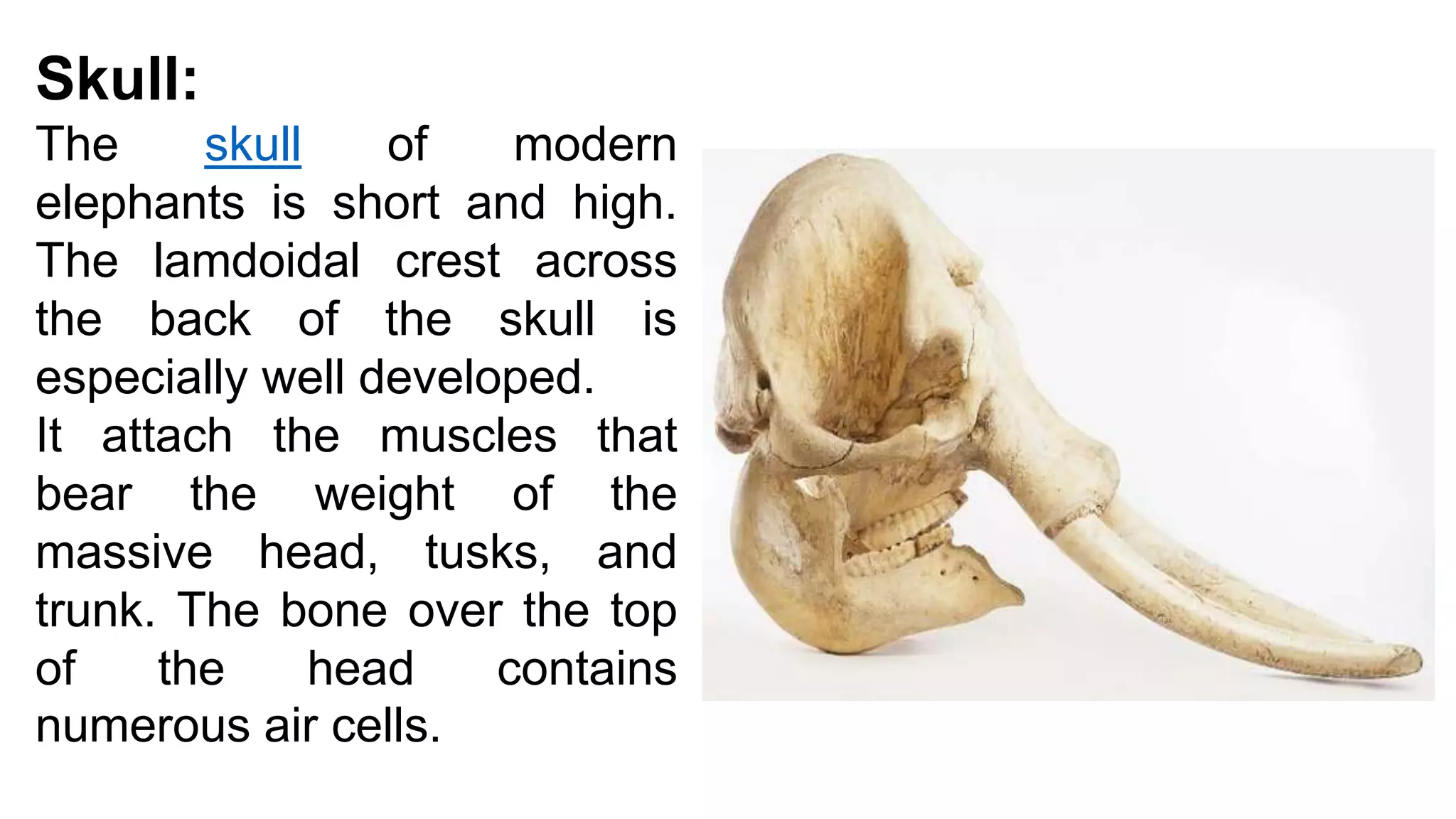 Skull:
The skull of modern
elephants is short and high.
The lamdoidal crest across
the back of the skull is
especially well developed.
It attach the muscles that
bear the weight of the
massive head, tusks, and
trunk. The bone over the top
of the head contains
numerous air cells.
 