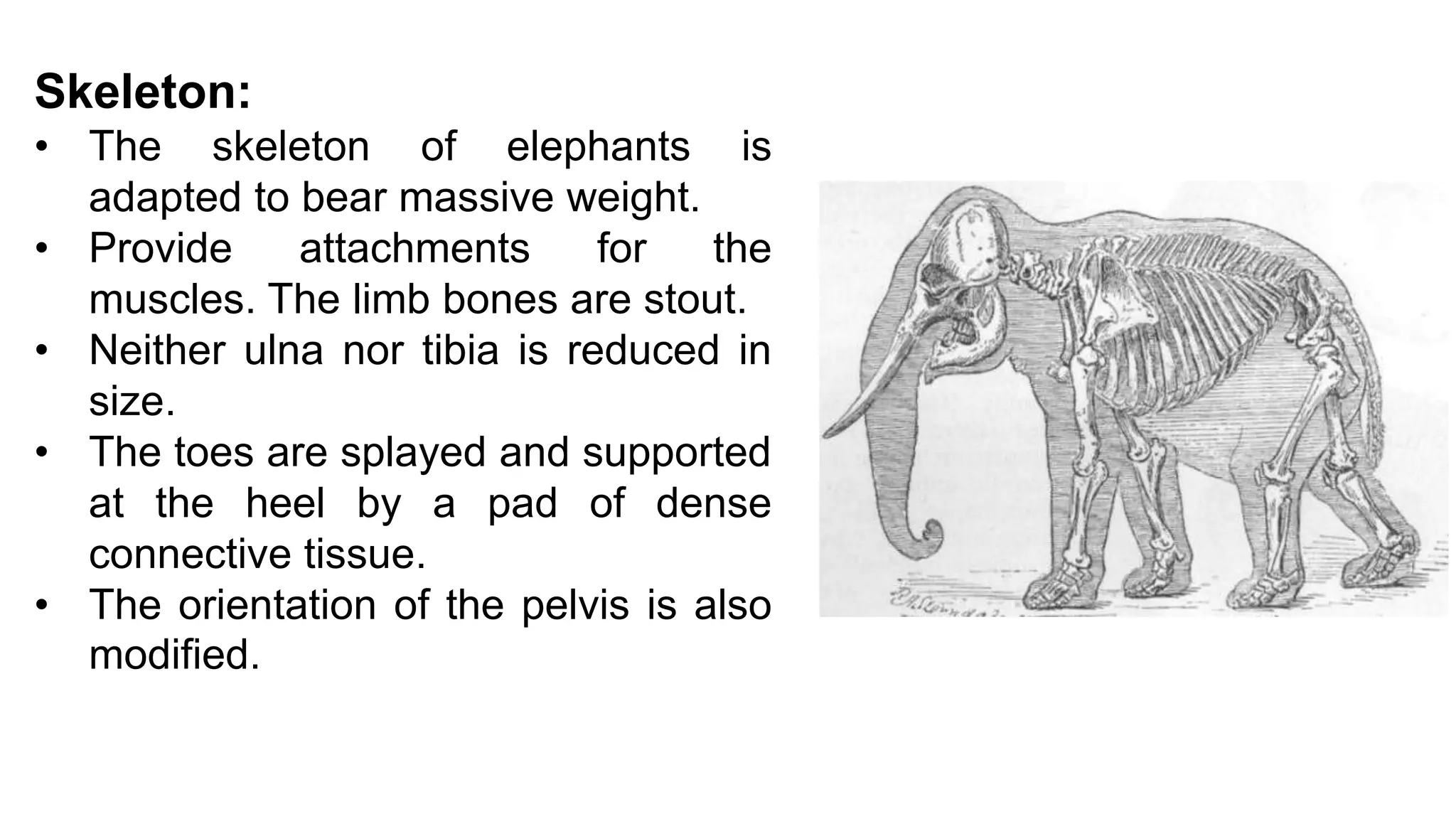 Skeleton:
• The skeleton of elephants is
adapted to bear massive weight.
• Provide attachments for the
muscles. The limb bones are stout.
• Neither ulna nor tibia is reduced in
size.
• The toes are splayed and supported
at the heel by a pad of dense
connective tissue.
• The orientation of the pelvis is also
modified.
 