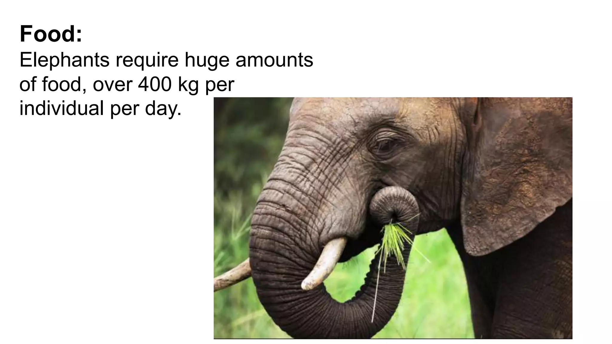 Food:
Elephants require huge amounts
of food, over 400 kg per
individual per day.
 