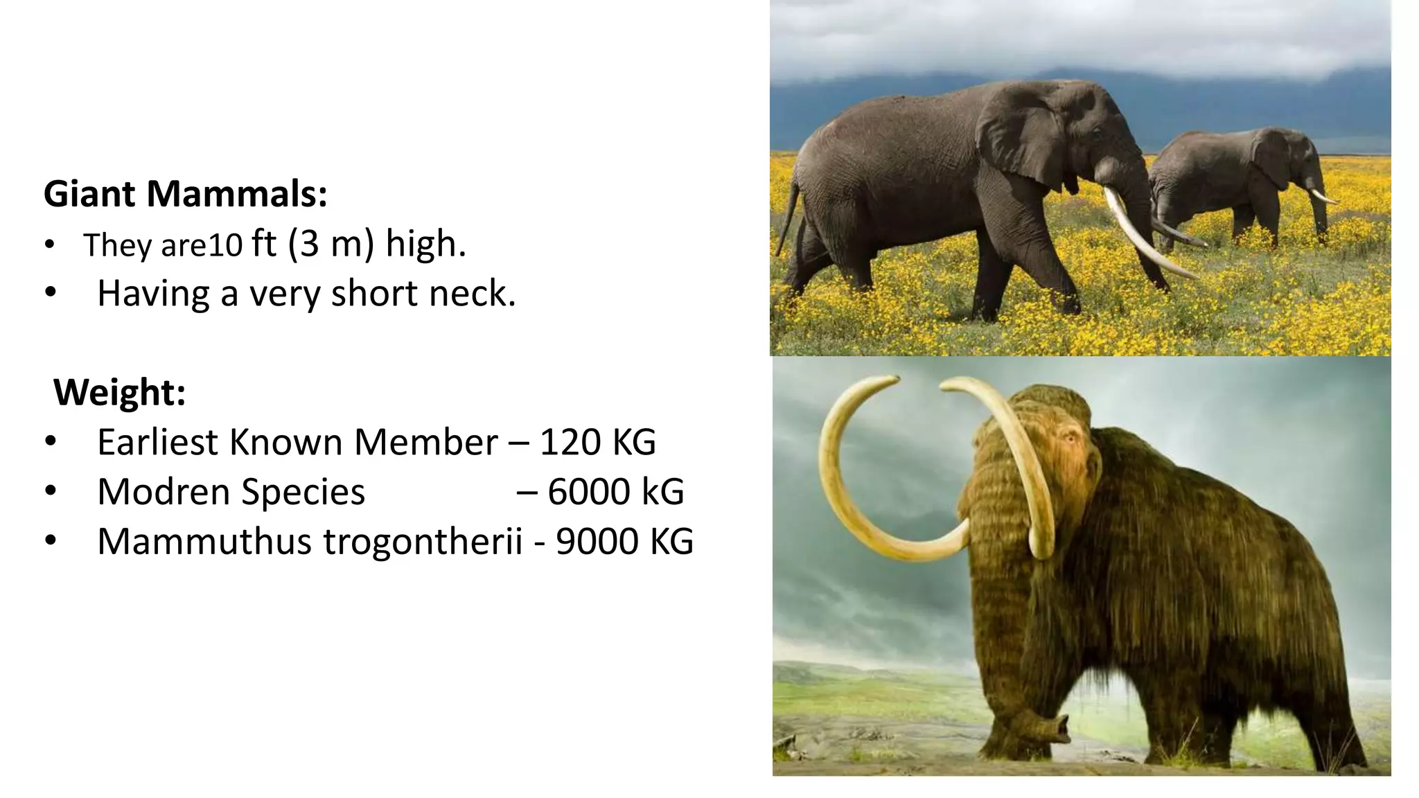 Giant Mammals:
• They are10 ft (3 m) high.
• Having a very short neck.
Weight:
• Earliest Known Member – 120 KG
• Modren Species – 6000 kG
• Mammuthus trogontherii - 9000 KG
 