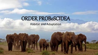 ORDER PROBoSCIDEA
Habitat and Adaptation
 