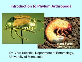 Introduction to Phylum Arthropoda Dr. Vera Krischik, Department of Entomology,  University of Minnesota 