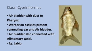 Class: Cypriniformes
• Air bladder with duct to
Pharynx.
• Werberian ossicles present
connecting ear and Air bladder.
• Air bladder also connected with
Alimentary canal.
• Eg: Labio
 