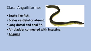 Class: Anguiliiformes
• Snake like fish.
• Scales vestigial or absent.
• Long dorsal and anal fin.
• Air bladder connected with intestine.
• Anguilla
 