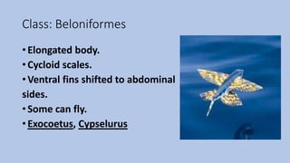 Class: Beloniformes
• Elongated body.
• Cycloid scales.
• Ventral fins shifted to abdominal
sides.
• Some can fly.
• Exocoetus, Cypselurus
 