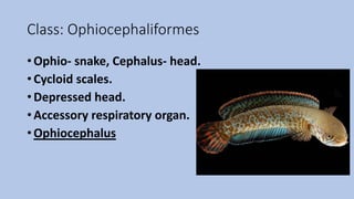 Class: Ophiocephaliformes
• Ophio- snake, Cephalus- head.
• Cycloid scales.
• Depressed head.
• Accessory respiratory organ.
• Ophiocephalus
 