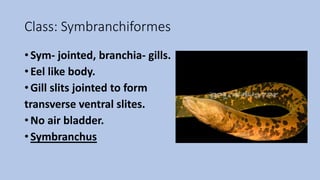 Class: Symbranchiformes
• Sym- jointed, branchia- gills.
• Eel like body.
• Gill slits jointed to form
transverse ventral slites.
• No air bladder.
• Symbranchus
 