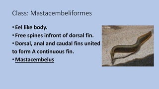 Class: Mastacembeliformes
• Eel like body.
• Free spines infront of dorsal fin.
• Dorsal, anal and caudal fins united
to form A continuous fin.
• Mastacembelus
 