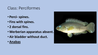 Class: Perciformes
• Perci- spines.
• Fins with spines.
• 2 dorsal fins.
• Werberian apparatus absent.
• Air bladder without duct.
• Anabas
 