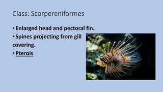 Class: Scorpereniformes
• Enlarged head and pectoral fin.
• Spines projecting from gill
covering.
• Pterois
 