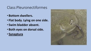 Class:Pleuronectiformes
• Bottom dwellers.
• Flat body. Lying on one side.
• Swim bladder absent.
• Both eyes on dorsal side.
• Synaptura
 