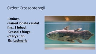 Order: Crossopterygii
-Extinct.
-Paired lobate caudal
fins. 3 lobed.
-Crossoi : fringe.
-pteryx : fin.
Eg: Latimeria
 
