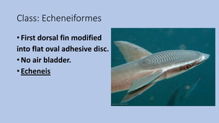 Class: Echeneiformes
• First dorsal fin modified
into flat oval adhesive disc.
• No air bladder.
• Echeneis
 