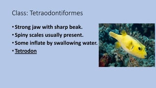 Class: Tetraodontiformes
• Strong jaw with sharp beak.
• Spiny scales usually present.
• Some inflate by swallowing water.
• Tetrodon
 