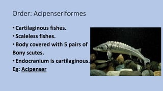Order: Acipenseriformes
• Cartilaginous fishes.
• Scaleless fishes.
• Body covered with 5 pairs of
Bony scutes.
• Endocranium is cartilaginous.
Eg: Acipenser
 