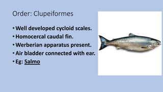 Order: Clupeiformes
• Well developed cycloid scales.
• Homocercal caudal fin.
• Werberian apparatus present.
• Air bladder connected with ear.
• Eg: Salmo
 