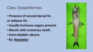 Class: Scopeliformes
• Presence of second dorsal fin
or adipose fin.
• Usually luminous organs present.
• Mouth with numerous teeth.
• Swim bladder absent.
• Eg: Harpodon
 