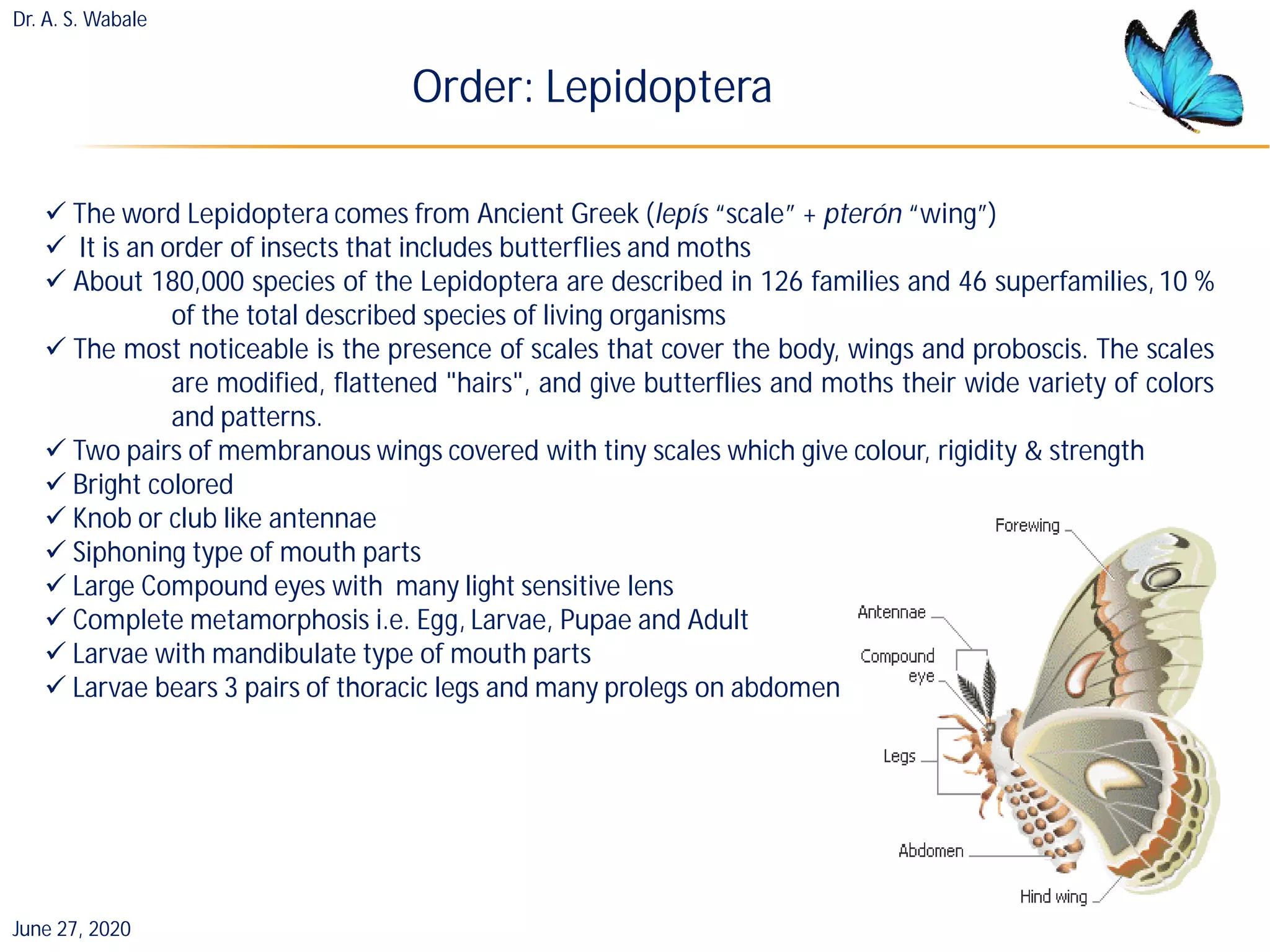 Orders of insect pest | PDF