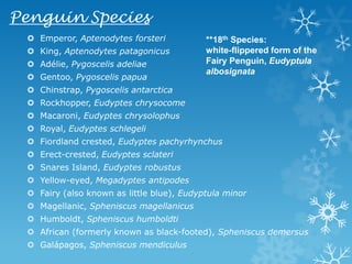 Penguin SpeciesEmperor, Aptenodytes forsteriKing, Aptenodytes patagonicusAdélie, Pygoscelis adeliaeGentoo, Pygoscelis papuaChinstrap, Pygoscelis antarcticaRockhopper, Eudyptes chrysocomeMacaroni, Eudyptes chrysolophusRoyal, Eudyptes schlegeliFiordland crested, Eudyptes pachyrhynchusErect-crested, Eudyptes sclateriSnares Island, Eudyptes robustusYellow-eyed, Megadyptes antipodesFairy (also known as little blue), Eudyptula minorMagellanic, Spheniscus magellanicusHumboldt, Spheniscus humboldtiAfrican (formerly known as black-footed), Spheniscus demersusGalápagos, Spheniscus mendiculus**18th Species:  white-flippered form of the Fairy Penguin, Eudyptula albosignata