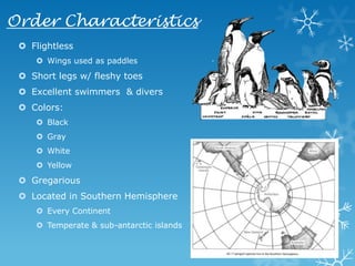 Order CharacteristicsFlightlessWings used as paddlesShort legs w/ fleshy toesExcellent swimmers  & diversColors:BlackGrayWhiteYellowGregariousLocated in Southern HemisphereEvery ContinentTemperate & sub-antarctic islands