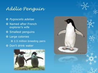 Adélie PenguinPygoscelis adeliaeNamed after French explorer’s wifeSmallest penguinsLarge colonies2.5 million breeding pairsDon’t drink water
