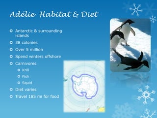 Adélie  Habitat & DietAntarctic & surrounding islands38 coloniesOver 5 millionSpend winters offshoreCarnivoresKrillFishSquidDiet variesTravel 185 mi for food
