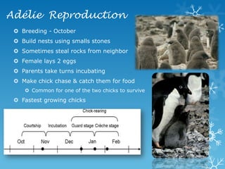 Adélie  ReproductionBreeding - OctoberBuild nests using smalls stonesSometimes steal rocks from neighborFemale lays 2 eggsParents take turns incubatingMake chick chase & catch them for foodCommon for one of the two chicks to surviveFastest growing chicks