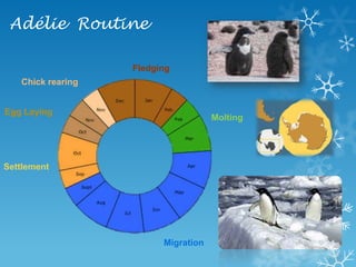 Adélie  RoutineFledgingChick rearingEgg LayingMoltingSettlementMigration