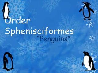 Order Sphenisciformes “Penguins” 