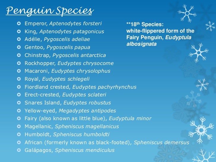 Order Sphenisciformes