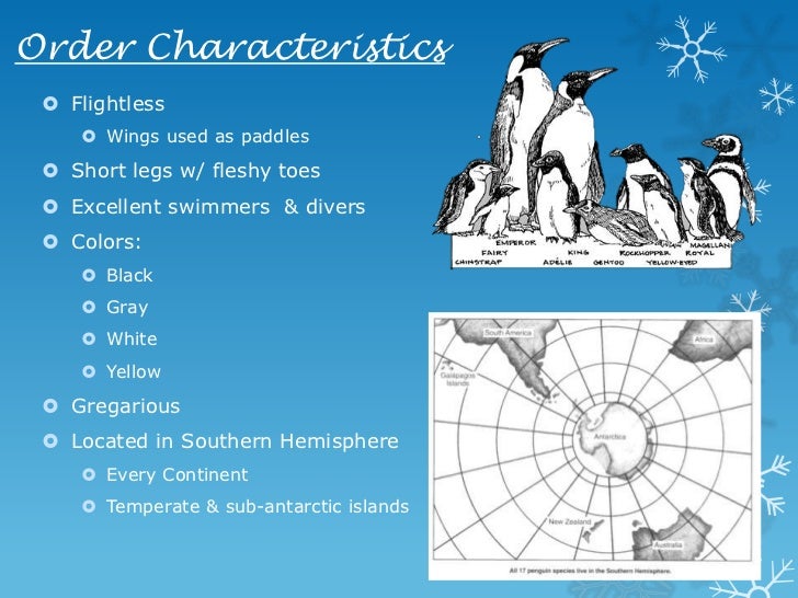 Order Sphenisciformes