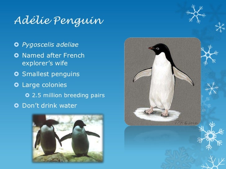 Order Sphenisciformes