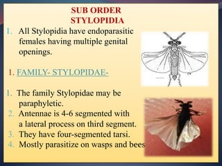 SUB ORDER
STYLOPIDIA
1. All Stylopidia have endoparasitic
females having multiple genital
openings.
1. FAMILY- STYLOPIDAE-
1. The family Stylopidae may be
paraphyletic.
2. Antennae is 4-6 segmented with
a lateral process on third segment.
3. They have four-segmented tarsi.
4. Mostly parasitize on wasps and bees.
 