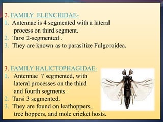 2. FAMILY ELENCHIDAE-
1. Antennae is 4 segmented with a lateral
process on third segment.
2. Tarsi 2-segmented .
3. They are known as to parasitize Fulgoroidea.
3. FAMILY HALICTOPHAGIDAE-
1. Antennae 7 segmented, with
lateral processes on the third
and fourth segments.
2. Tarsi 3 segmented.
3. They are found on leafhoppers,
tree hoppers, and mole cricket hosts.
 