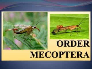 ORDER
MECOPTERA
 